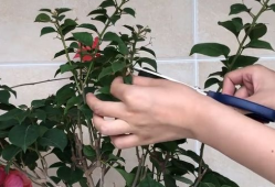 三角梅的修剪方法视频,视频教程精华概述